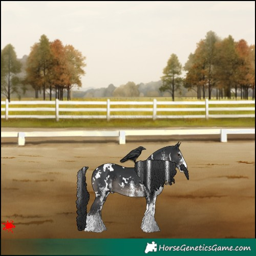 Horse Color:White Spotted Black 