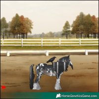 Horse Color:White Spotted Black 