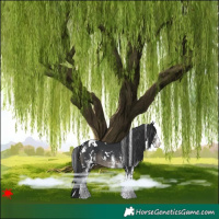 Horse Color:White Spotted Black 