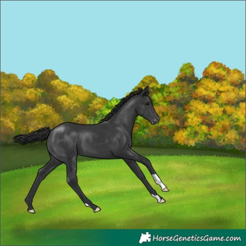 Horse Color:Black Appaloosa 