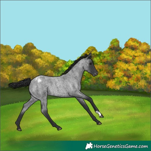 Horse Color:Blue Roan Appaloosa