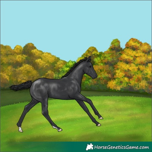 Horse Color:Black 