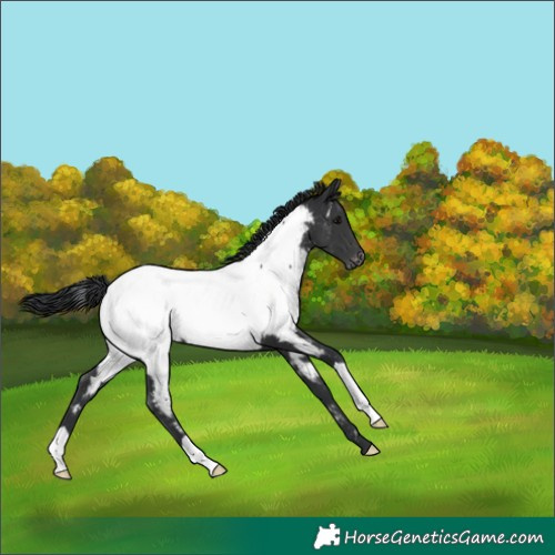 Horse Color:Black Appaloosa 