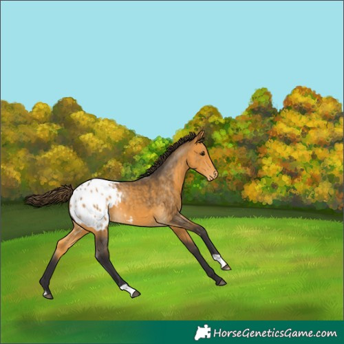 Horse Color:Buckskin Appaloosa