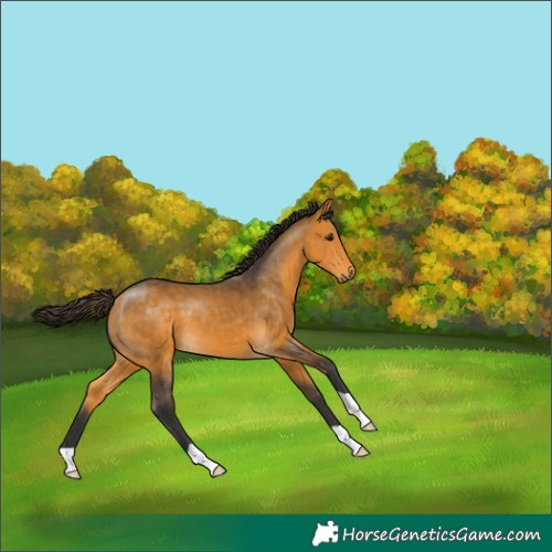 Horse Color:Buckskin