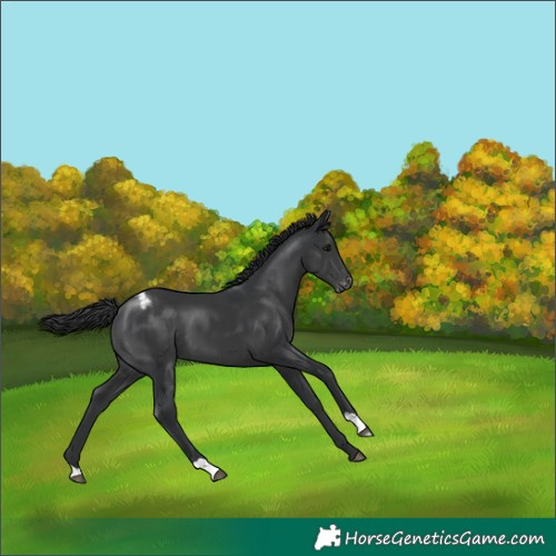 Horse Color:Black Appaloosa