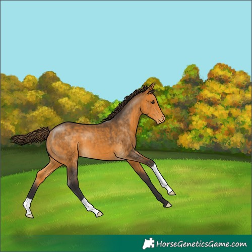 Horse Color:Buckskin Appaloosa 