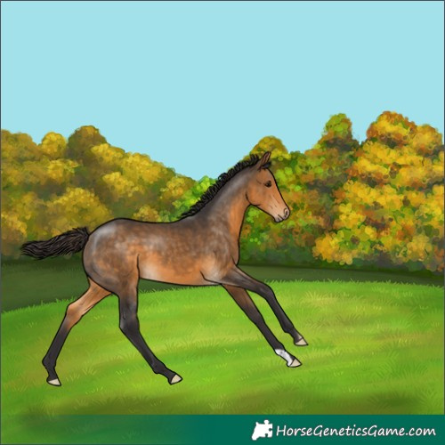 Horse Color:Buckskin 