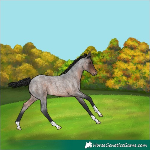 Horse Color:Brown Roan
