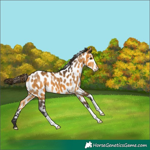 Horse Color:Buckskin Leopard