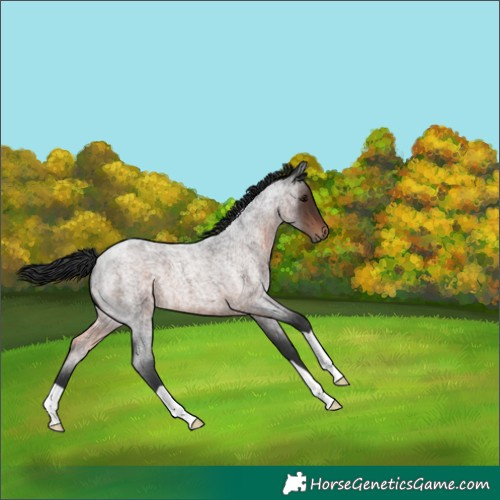 Horse Color:Brown Roan 