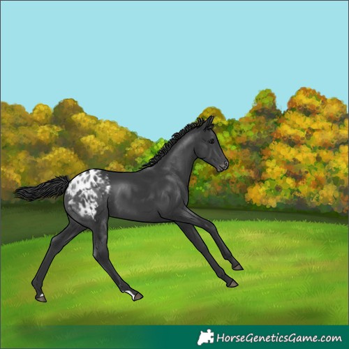 Horse Color:Black Appaloosa