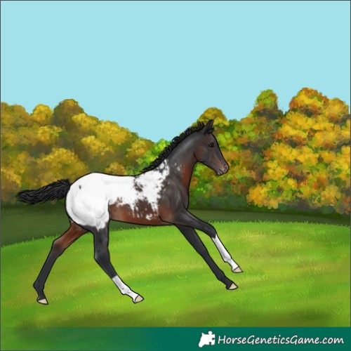 Horse Color:Brown Appaloosa 