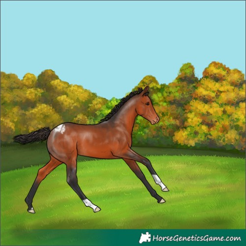 Horse Color:Bay Appaloosa 