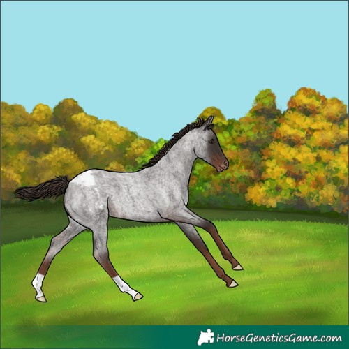 Horse Color:Liver Red Roan Snowcap
