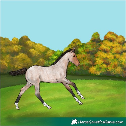 Horse Color:Bay Roan 