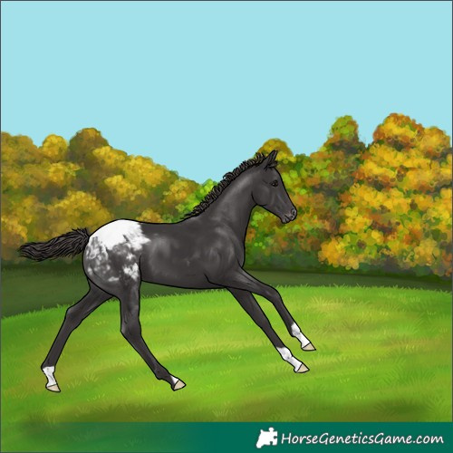 Horse Color:Smoky Black Snowcap