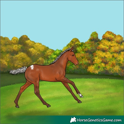 Horse Color:Silver Bay Appaloosa 