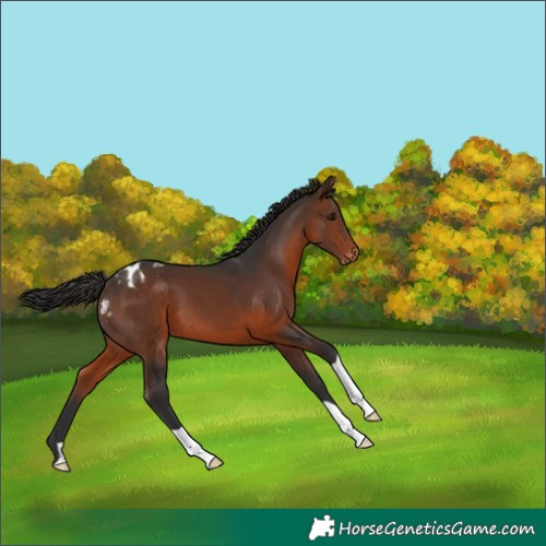 Horse Color:Brown Appaloosa
