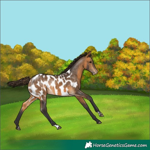 Horse Color:Buckskin Appaloosa 
