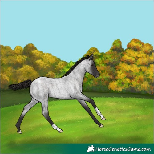 Horse Color:Liver Red Roan Varnish 