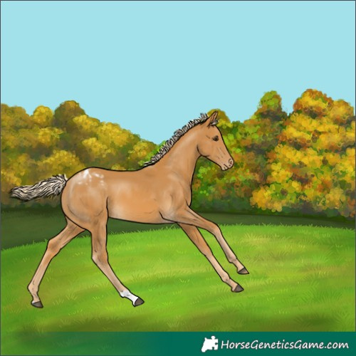 Horse Color:Palomino Appaloosa