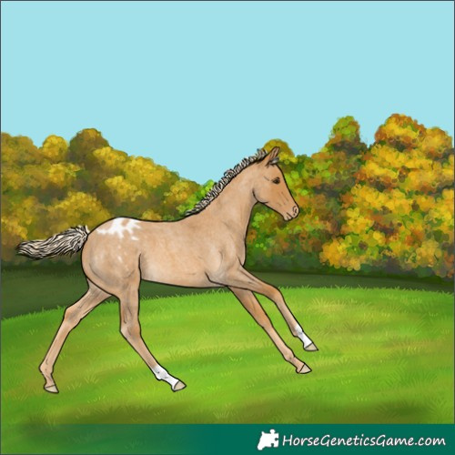 Horse Color:Palomino Roan Appaloosa 
