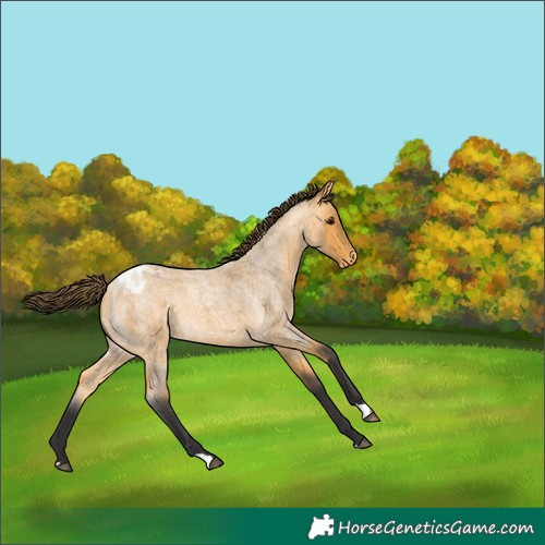 Horse Color:Buckskin Roan Blanket