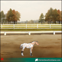 Horse Color:White Spotted Bay Dun Appaloosa 