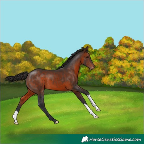 Horse Color:Bay Appaloosa 