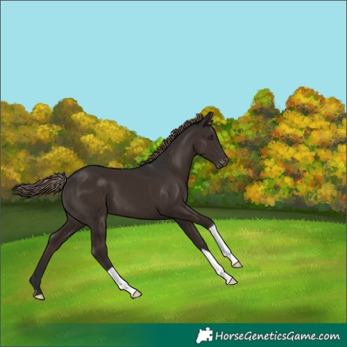 Horse Color:Liver Chestnut Appaloosa 