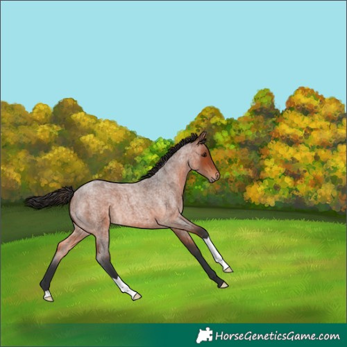 Horse Color:Bay Roan 