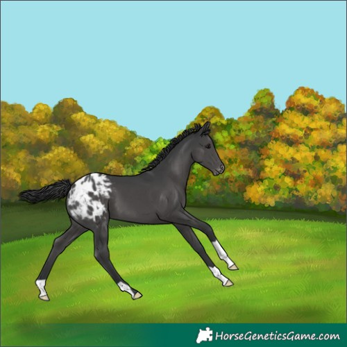 Horse Color:Black Appaloosa