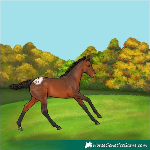 Horse Color:Bay Appaloosa