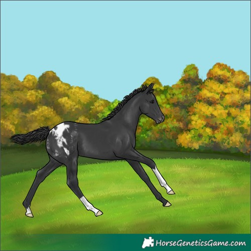 Horse Color:Black Appaloosa 