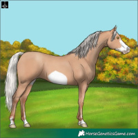 Horse Color:Silver Amber Champagne Frame