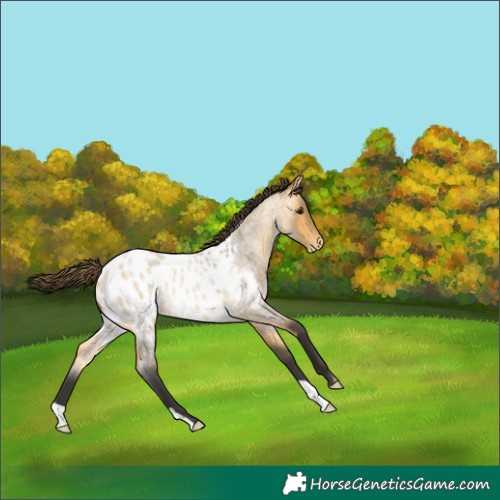 Horse Color:Buckskin Roan Appaloosa
