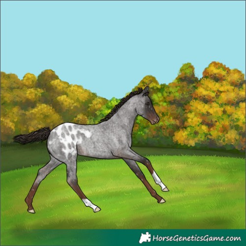 Horse Color:Liver Red Roan Appaloosa 