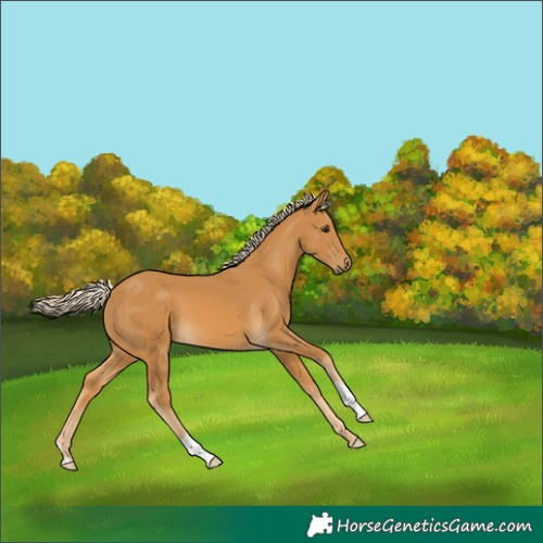 Horse Color:Palomino