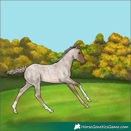 Horse Color:Chocolate Palomino Roan