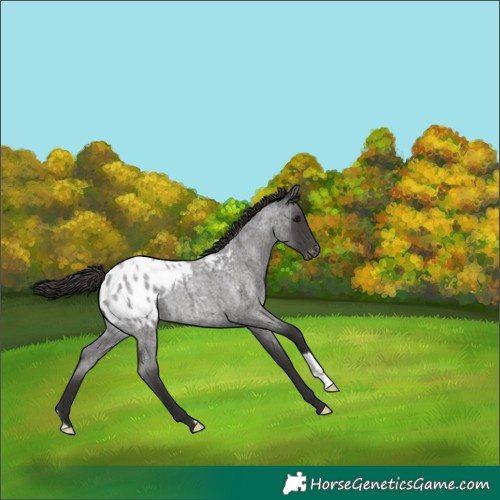 Horse Color:Smoky Blue Roan Appaloosa