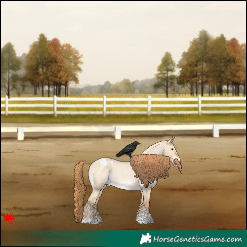 Horse Color:Red Dun Roan Appaloosa Rabicano 