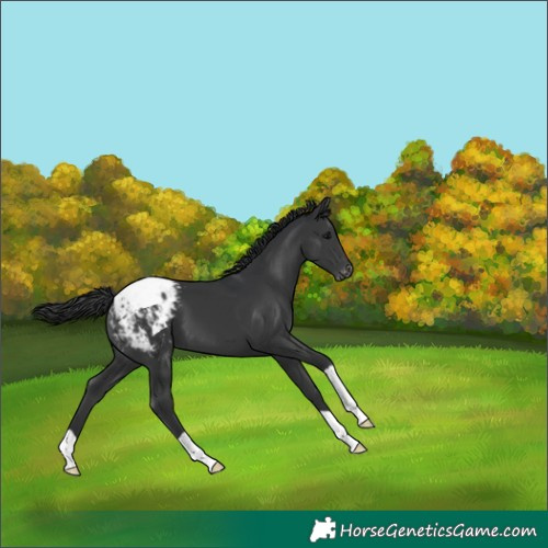 Horse Color:Black Appaloosa