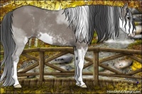 Horse Color:Grullo Sabino Rabicano 