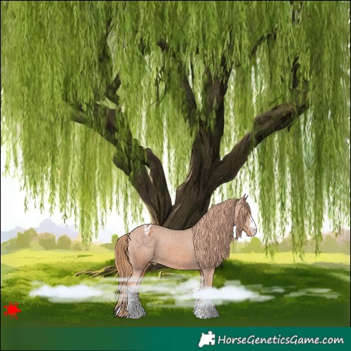 Horse Color:Chestnut Appaloosa 