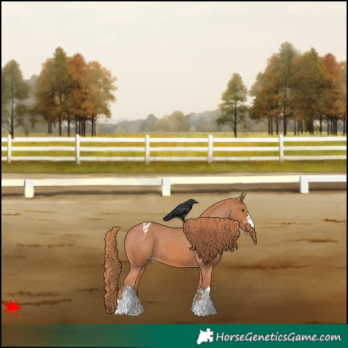 Horse Color:Chestnut Appaloosa
