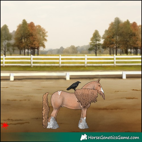 Horse Color:Chestnut Appaloosa 