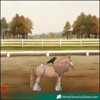 Horse Color:Chestnut Appaloosa
