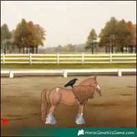 Horse Color:Chestnut Appaloosa 