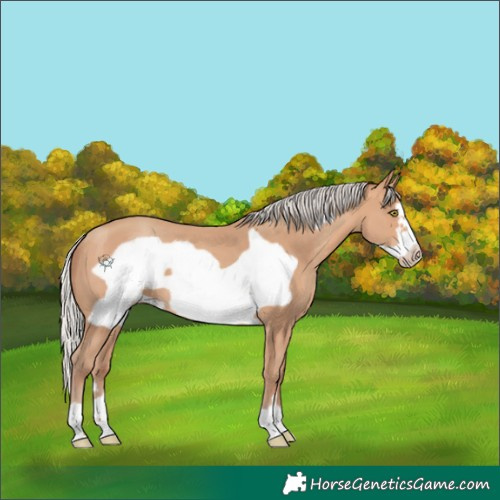 Horse Color:Silver Amber Champagne Frame